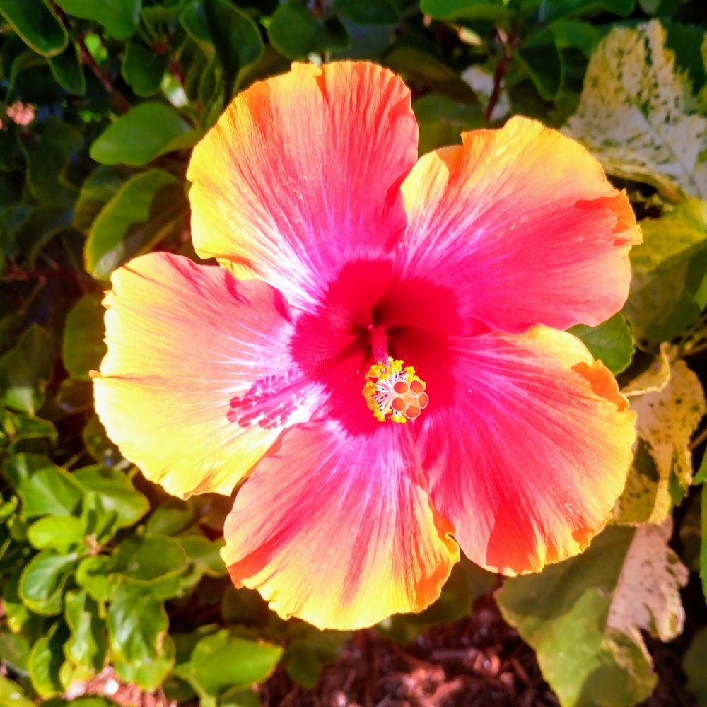 Meet your Posher, Elsie